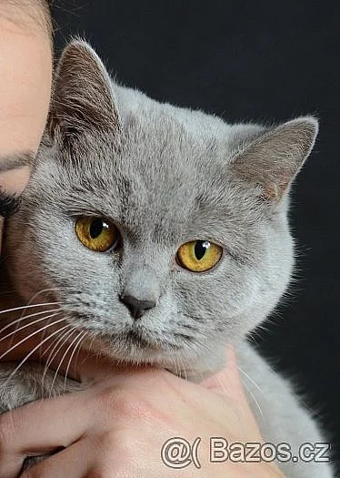 Britská kočka a Britský kocour