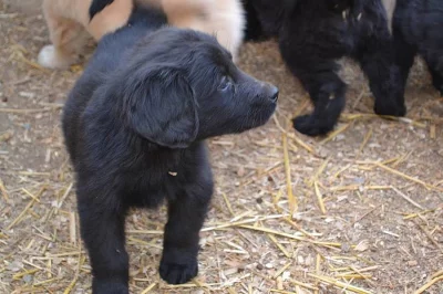 Štěnátka Hovawart