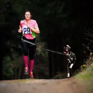 Evropský saňový pes - štěňata k odběru