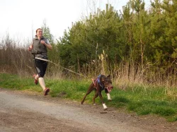 Evropský saňový pes - štěňata k odběru