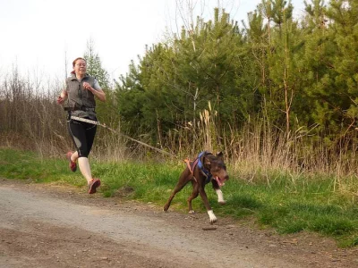 Evropský saňový pes - štěňata k odběru