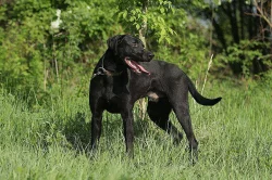 Evropský saňový pes - štěňata k odběru