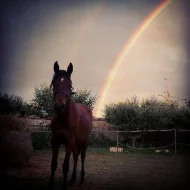 Prodám valáška Shagya araba