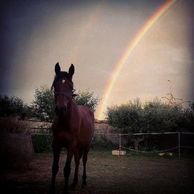 Prodám valáška Shagya araba