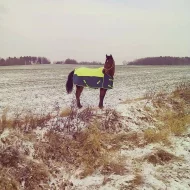 Prodám valáška Shagya araba