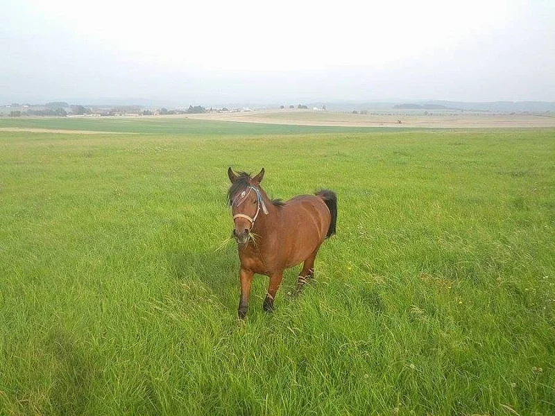 Prodám valáška Shagya araba