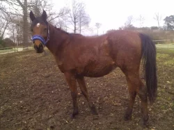 Prodám valáška Shagya araba