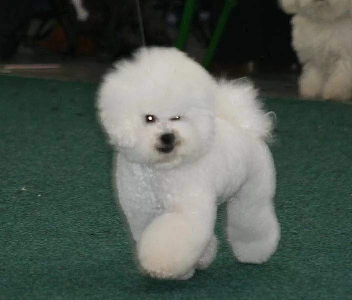 Bišonek frise štěňátko s PP