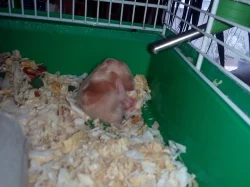 KŘEČEK SYRSKÝ - ZLATÝ