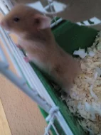 KŘEČEK SYRSKÝ - ZLATÝ