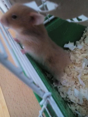 KŘEČEK SYRSKÝ - ZLATÝ