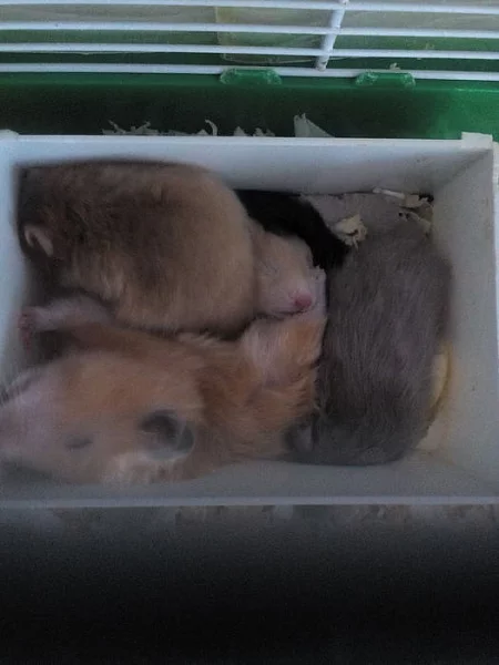 KŘEČEK SYRSKÝ - ZLATÝ