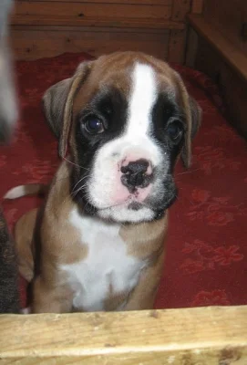 BoXer štěňátka