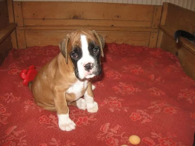 BoXer štěňátka