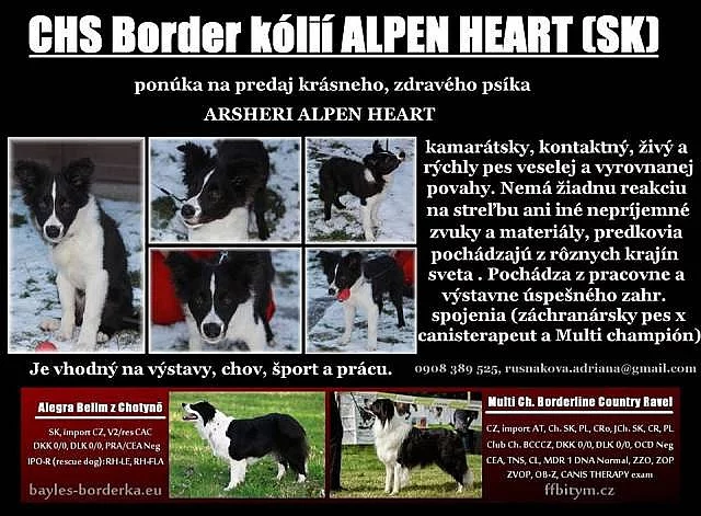 Border kolia s PP