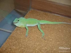 Anolis Garmani+terárium+výbava