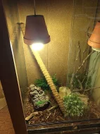 Anolis Garmani+terárium+výbava