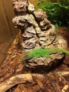 Anolis Garmani+terárium+výbava