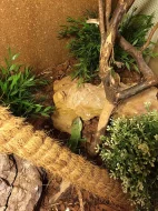 Anolis Garmani+terárium+výbava