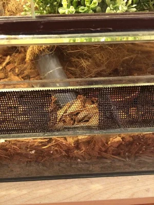 Anolis Garmani+terárium+výbava