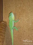 Anolis Garmani+terárium+výbava