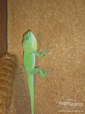 Anolis Garmani+terárium+výbava