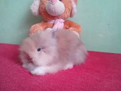 Zakrslí teddy králíčči