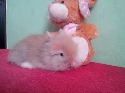Zakrslí teddy králíčči