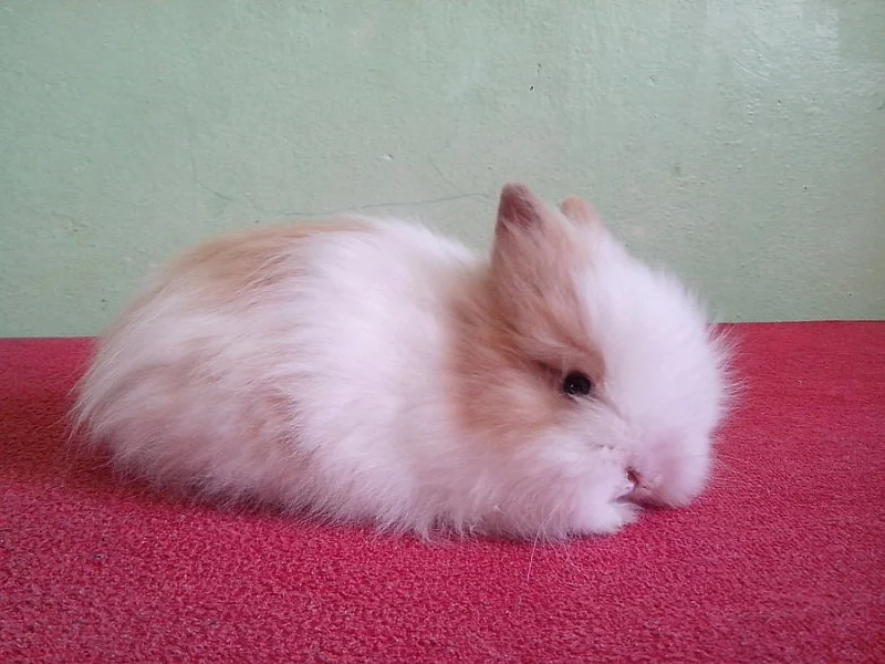 Zakrslí teddy králíčči