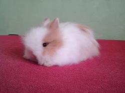 Zakrslí teddy králíčči
