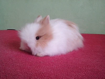 Zakrslí teddy králíčči