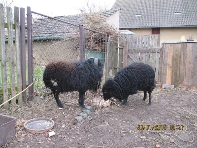 Quessantské ovečky