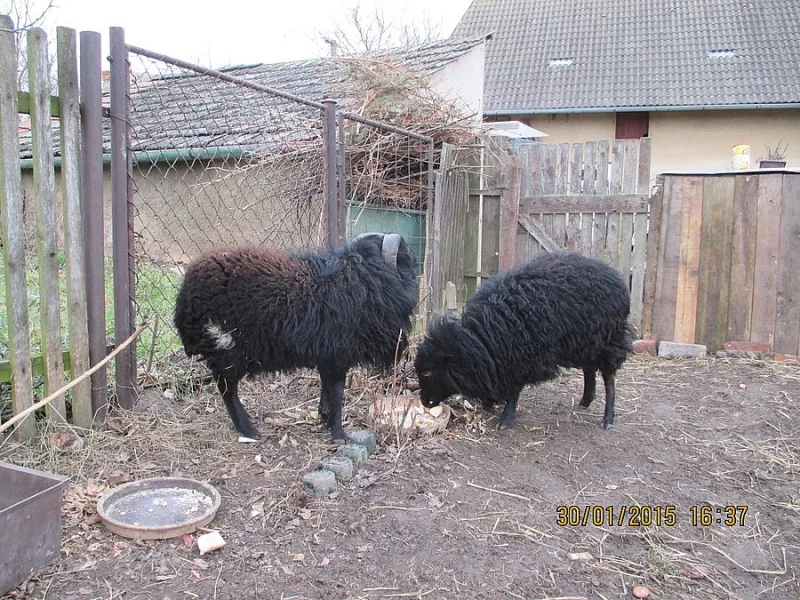 Quessantské ovečky