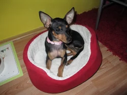 Štěňátka trpasličího pinče