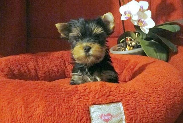 Jorkšírský teriér