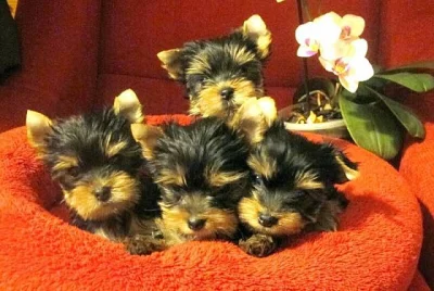 Jorkšírský teriér