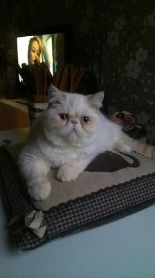 NABÍZÍM K PRODEJI KRÁSNÁ KOŤÁTKA