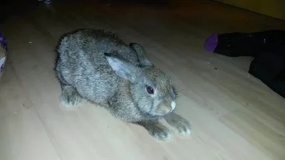 Daruji zakrslého králíka
