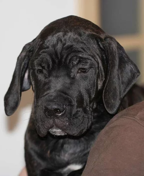 Cane Corso - štěňátka s PP k odběru