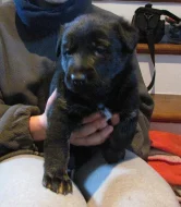 Štěňátka na prodej do dobrých rukou