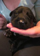 Štěňátka na prodej do dobrých rukou