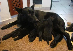 Štěňátka na prodej do dobrých rukou