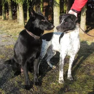 Štěňátka na prodej do dobrých rukou