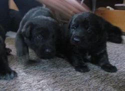 Štěňátka na prodej do dobrých rukou