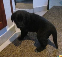 Štěňátka na prodej do dobrých rukou