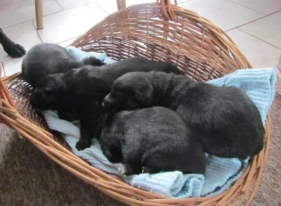 Štěňátka na prodej do dobrých rukou