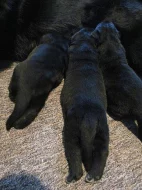 Štěňátka na prodej do dobrých rukou