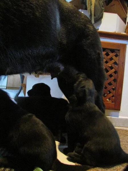 Štěňátka na prodej do dobrých rukou