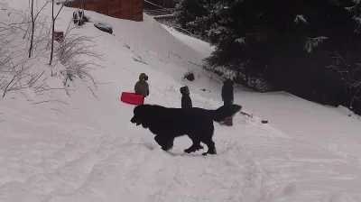 Prodám novofoundlanského psa