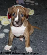 Americký stafordirský teriér